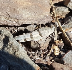 Sphingonotus lluciapomaresi