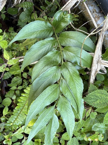 Cyrtomium devexiscapulae, photograph 5