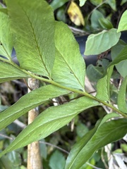 Cyrtomium devexiscapulae, photograph (c) 黃美滿, some rights reserved (CC BY)