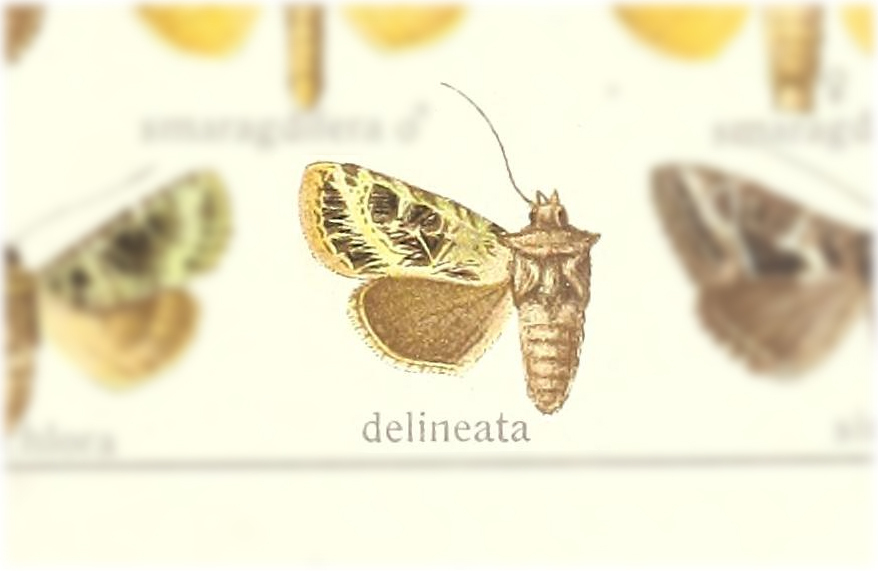Euplexia delineata