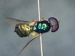 Microchrysa flavicornis
