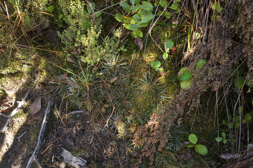 Image of Tin Range Mountain Daisy (Celmisia polyvena) by (c) Christopher Stephens, some rights reserved (CC BY-SA)