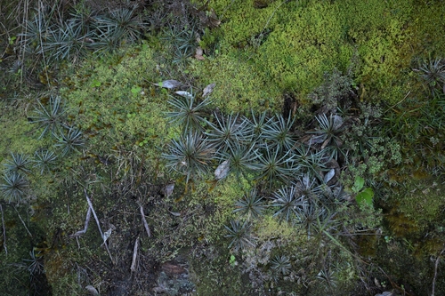 Image of Tin Range Mountain Daisy (Celmisia polyvena) by (c) Christopher Stephens, some rights reserved (CC BY-SA)