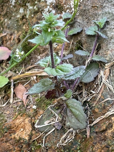 Veronica arvensis observed 2025-02-07