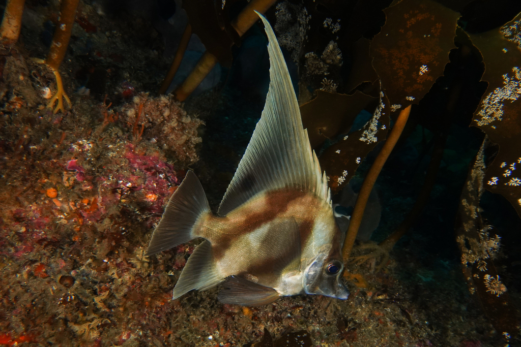 Blackspot boarfish (Zanclistius elevatus) — Pentacerotidae