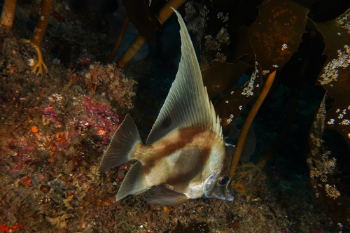 Blackspot boarfish (Zanclistius elevatus) — Pentacerotidae