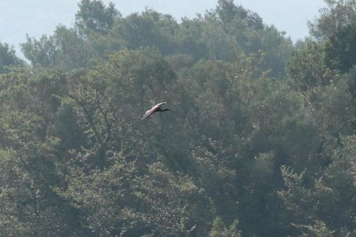 Ibis falcinelle, jeune