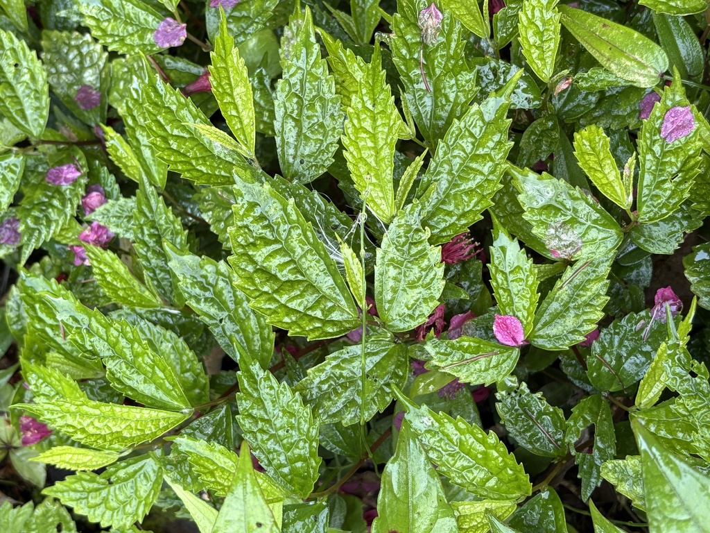 Elatostema cyrtandrifolium; photograph (c) 黃美滿, some rights reserved (CC BY)