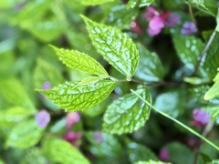 (c) 黃美滿, some rights reserved (CC BY) Elatostema cyrtandrifolium, photograph (c) 黃美滿, some rights reserved (CC BY)