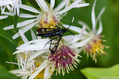 Synanthedon