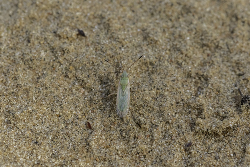 Agraphopus lethierryi