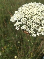 Trigonarthris