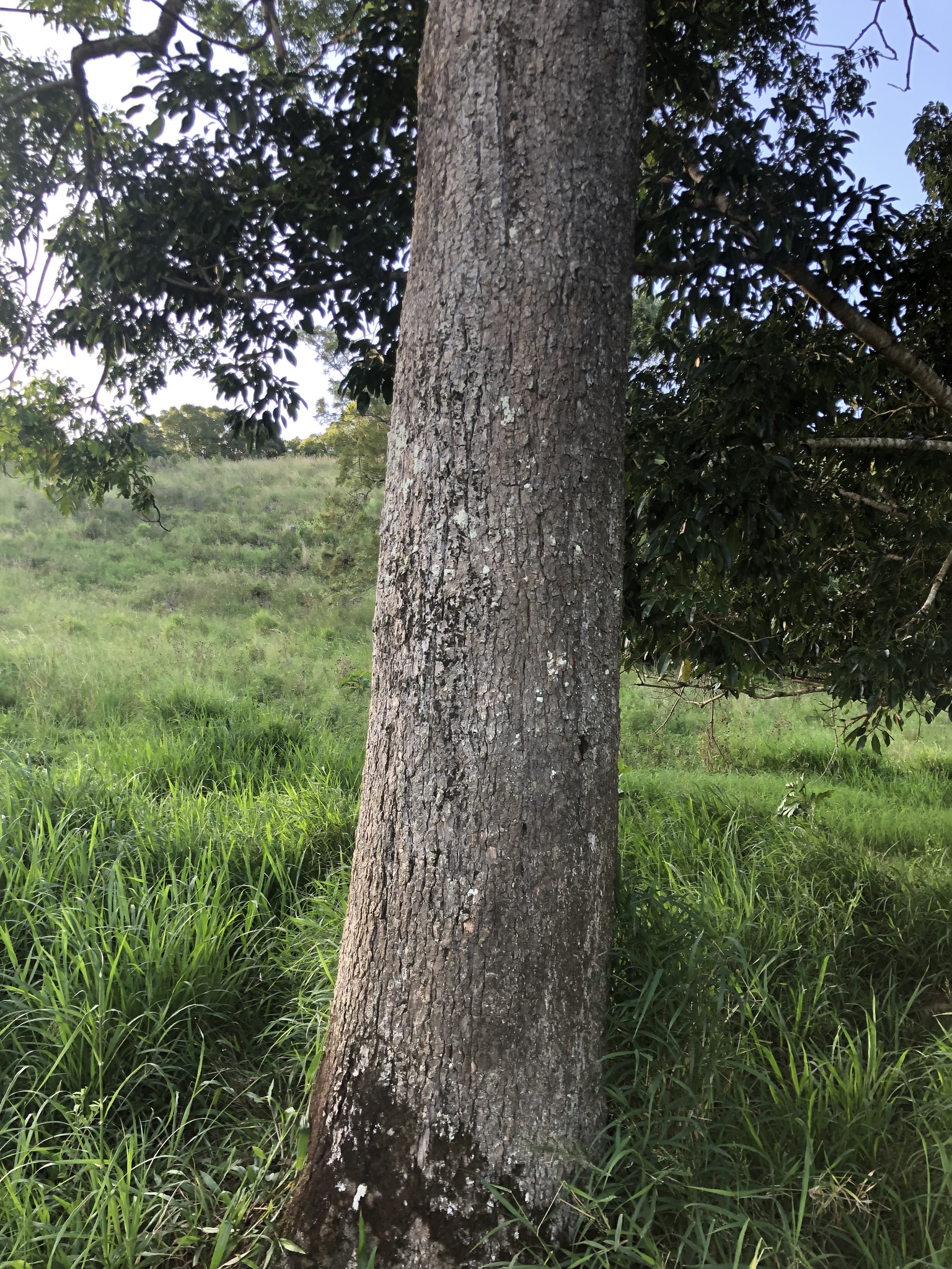 Yellowood Ash (Flindersia xanthoxyla)