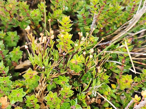 Scleranthus singuliflorus observed 2025-02-11