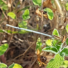 Platycnemis