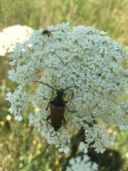 Trigonarthris