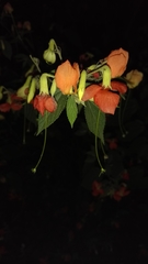 Helicteres brevispira