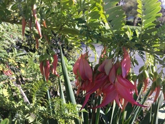 Clianthus puniceus
