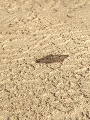 Iridopsis larvaria