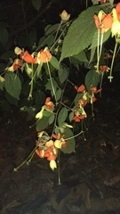 Helicteres brevispira