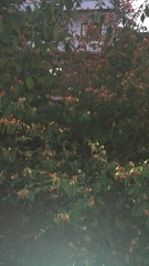 Helicteres brevispira