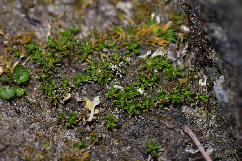 Abrotanella muscosa (Abrotanella muscosa)