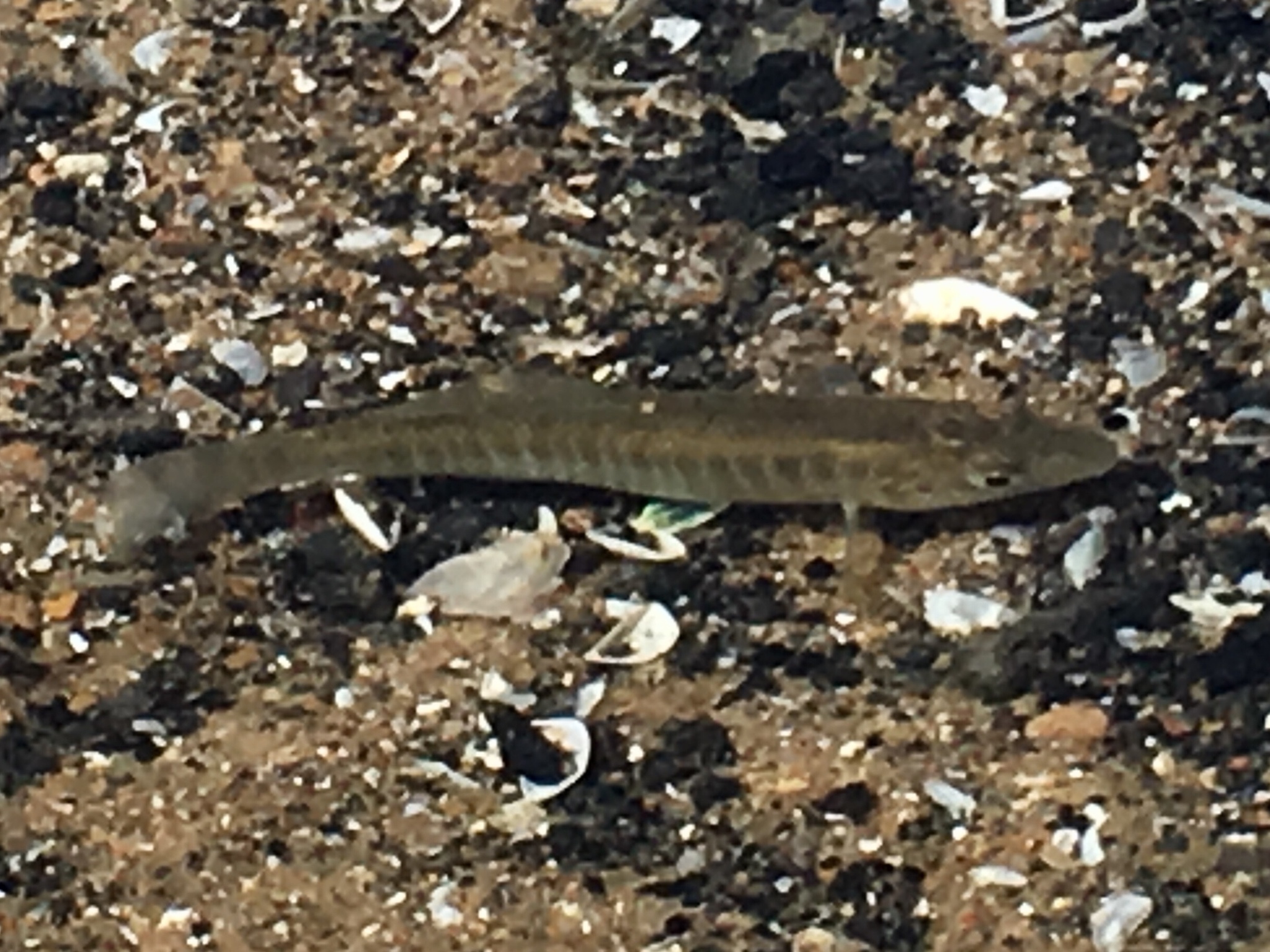 Fundulus diaphanus
