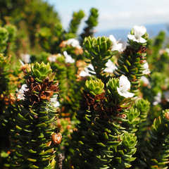 Westringia rubiifolia, photograph author not stated, no rights reserved