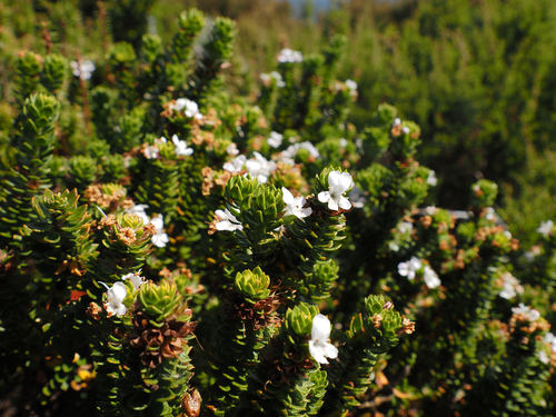 Westringia rubiifolia
