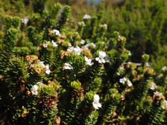 Westringia rubiifolia
