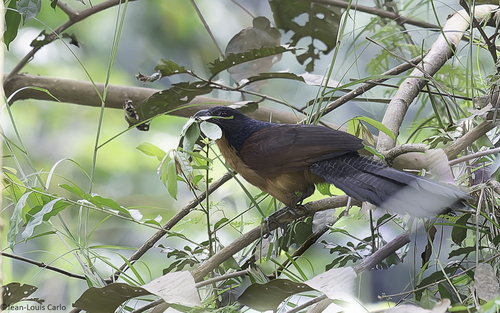 iNaturalist image