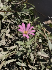 Sabatia dodecandra foliosa