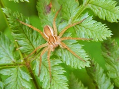 Dolomedes striatus