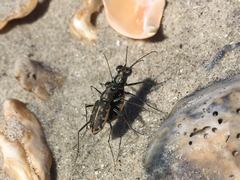 Ellipsoptera marginata