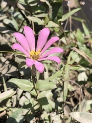 Sabatia dodecandra foliosa