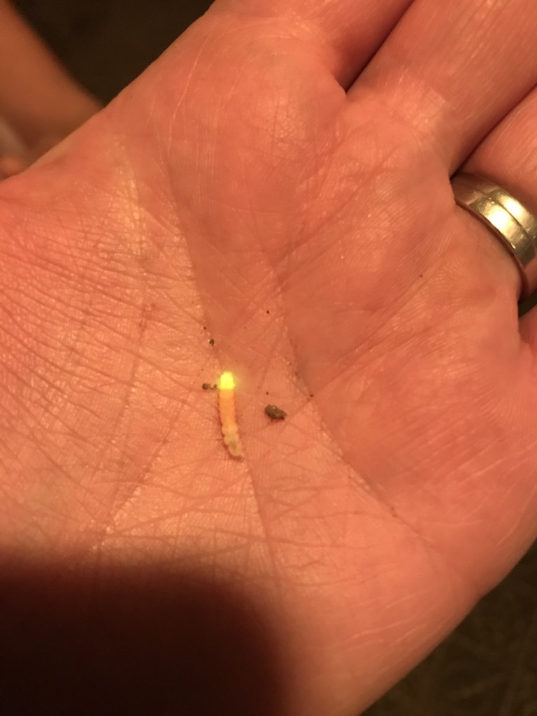 Pecos desert firefly