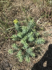 Euphorbia seguieriana