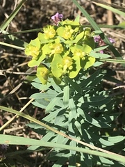 Euphorbia seguieriana