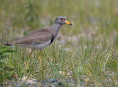 Grey-Headed Lapwing photo 3