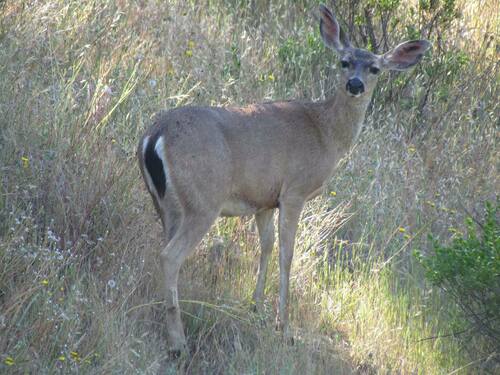 iNaturalist observation photo of Mule Deer