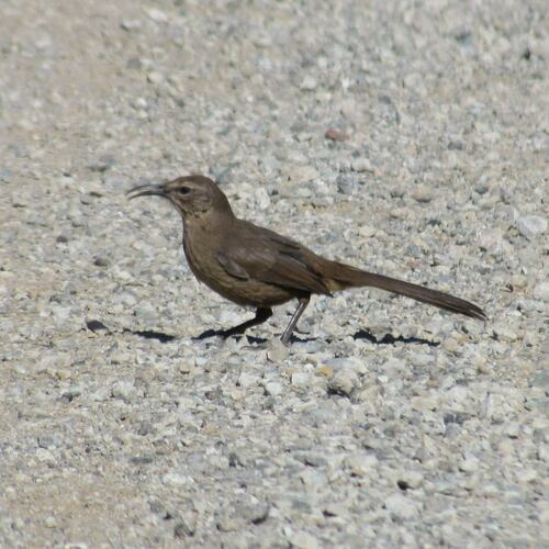 iNaturalist observation photo of California Thrasher