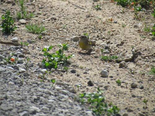 iNaturalist observation photo of Lawrence's Goldfinch