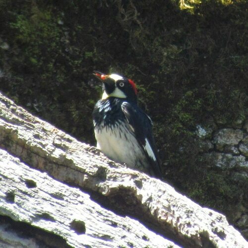 iNaturalist observation photo of Acorn Woodpecker