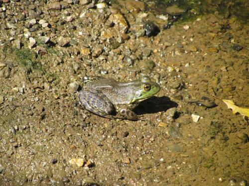 iNaturalist observation photo of American Bullfrog