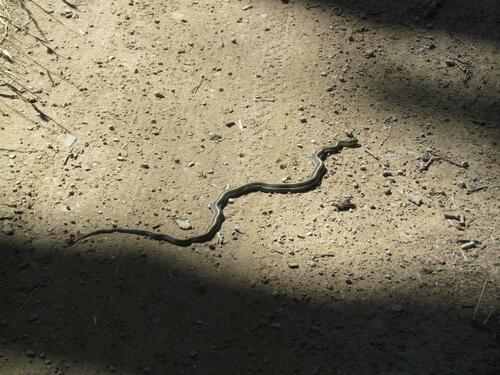 iNaturalist observation photo of Aquatic Garter Snake
