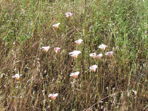 iNaturalist observation photo of Butterfly Mariposa Lily