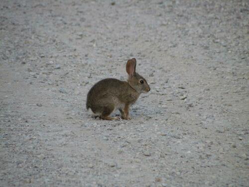 iNaturalist observation photo of Brush Rabbit