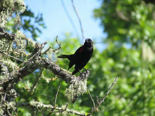 iNaturalist observation photo of Red-winged Blackbird