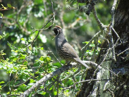 iNaturalist observation photo of California Quail