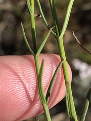 Chaenostoma subnudum